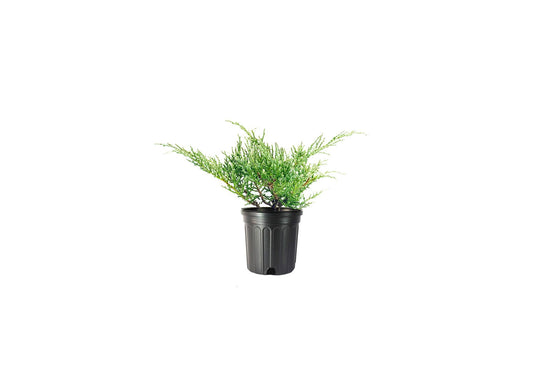 Juniper Angelica Blue | Live Gallon Size Plants | Juniperus Chinensis | Drought Tolerant Evergreen Cold Hardy Shrub