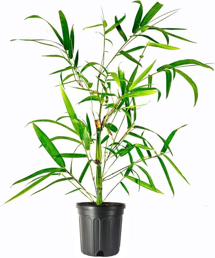 Dwarf Buddha Belly Bamboo | Live Plants | Bambusa Vulgaris Wamin | Rare Unique Beautiful Specimen | Non|Invasive Clumping Bamboo