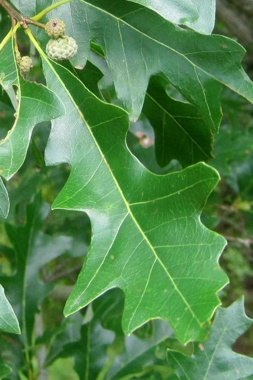 Overcup Oak Tree | Live Seedlings | Quercus Lyrata | Ideal for Landscaping & Shade | Long|Lasting & Resilient Plant