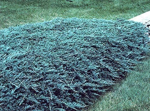 Blue Rug Juniper | Live 4 Inch Plants | Juniperus Horizontalis 'Wiltonii' | Drought Tolerant Cold Hardy Evergreen