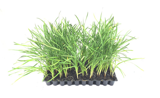 Society Garlic | Live Plants | Tulbaghia Violacea | Butterfly Attracting Flowers