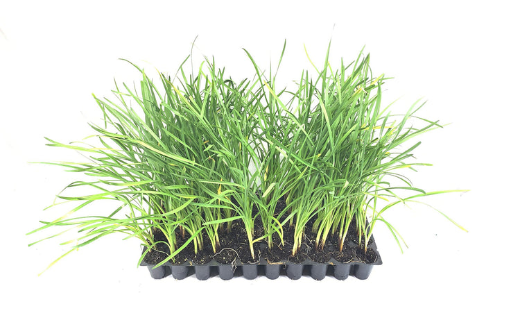 Society Garlic | Live Plants | Tulbaghia Violacea | Butterfly Attracting Flowers