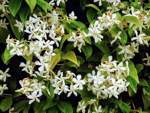 Night Blooming Jasmine | Live Plants | Jessamine Cestrum Nocturnum | Fragrant Blooming Vine