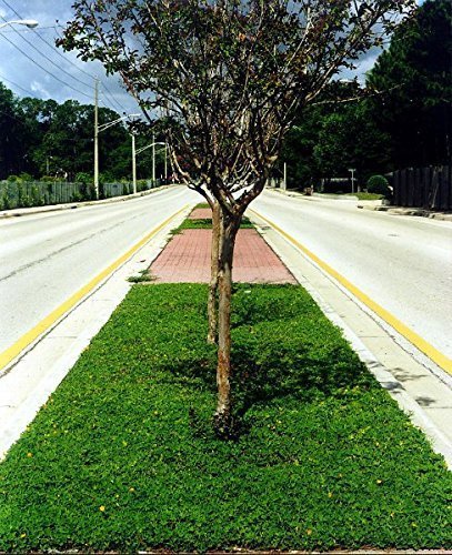 Ornamental Peanut Grass | 20 Live Fully Rooted Plants | Arachis Glabrata