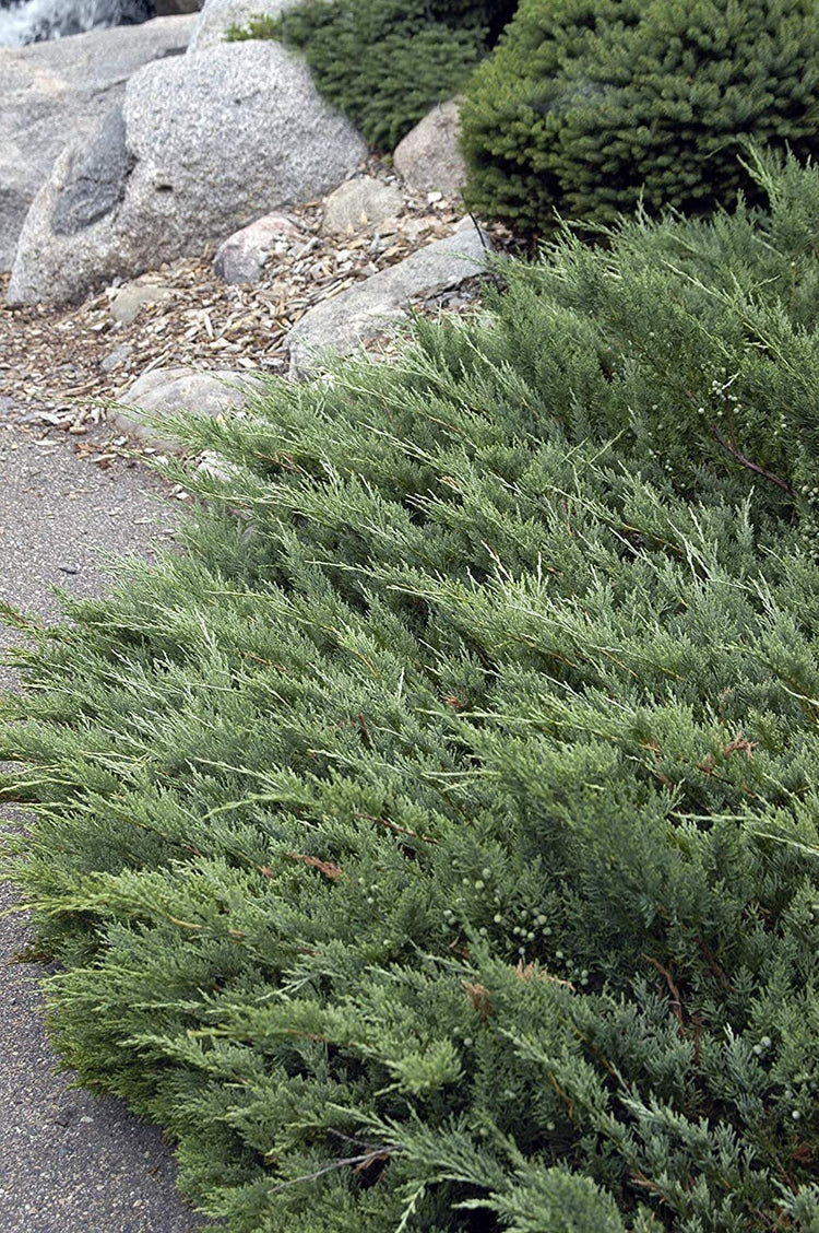 Hughes Juniper | Live Plants | Juniperus Horizontalis | Drought Tolerant Cold Hardy Evergreen Ground Cover