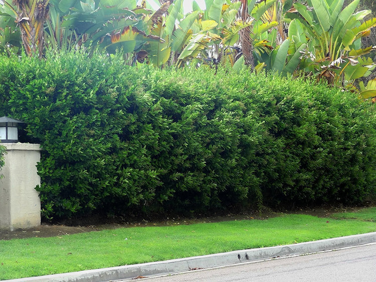Ligustrum Waxleaf Privet | Live Plants 2" Pot Size | Evergreen Privacy Hedge