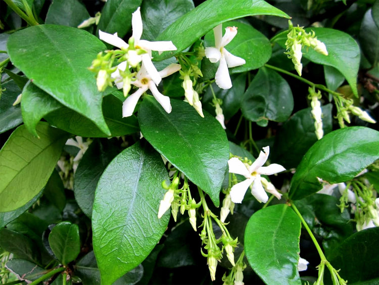 Confederate Jasmine Plants | Live 4 Inch Pots | Trachelospermum Jasminoides | Flowering Vine | Outdoor Garden