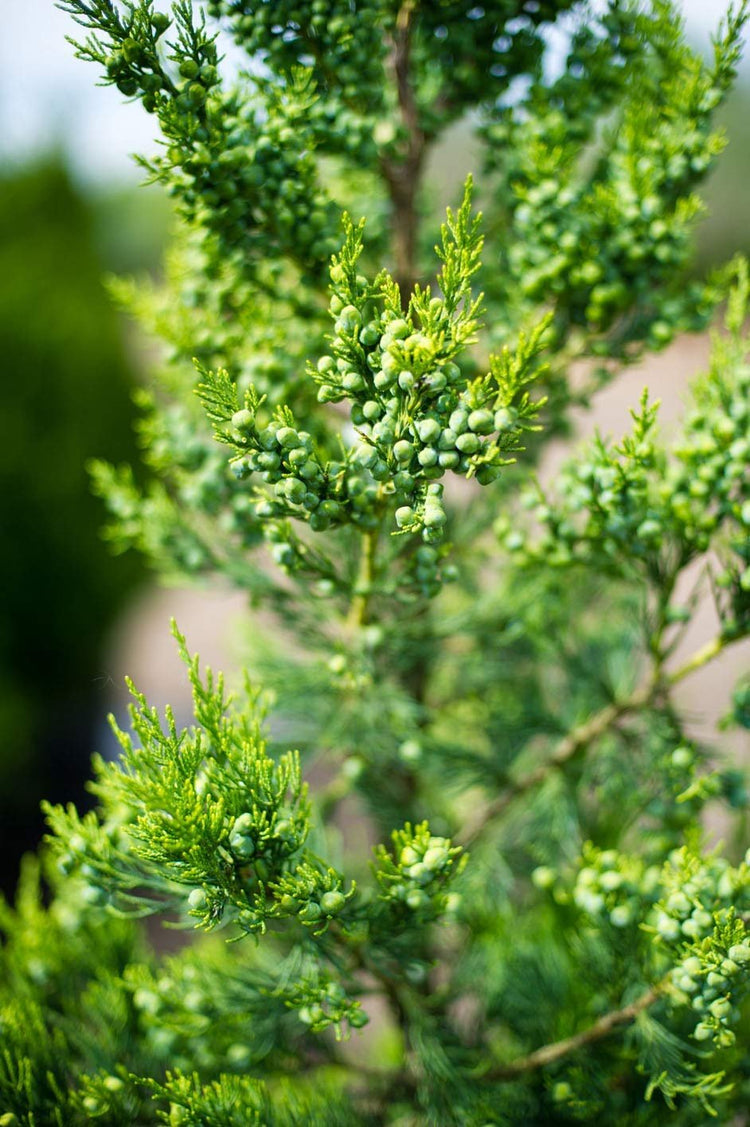 Hetzi Columnar Juniper | Live Plants | Juniperus Chinensis | Evergreen Privacy Barrier