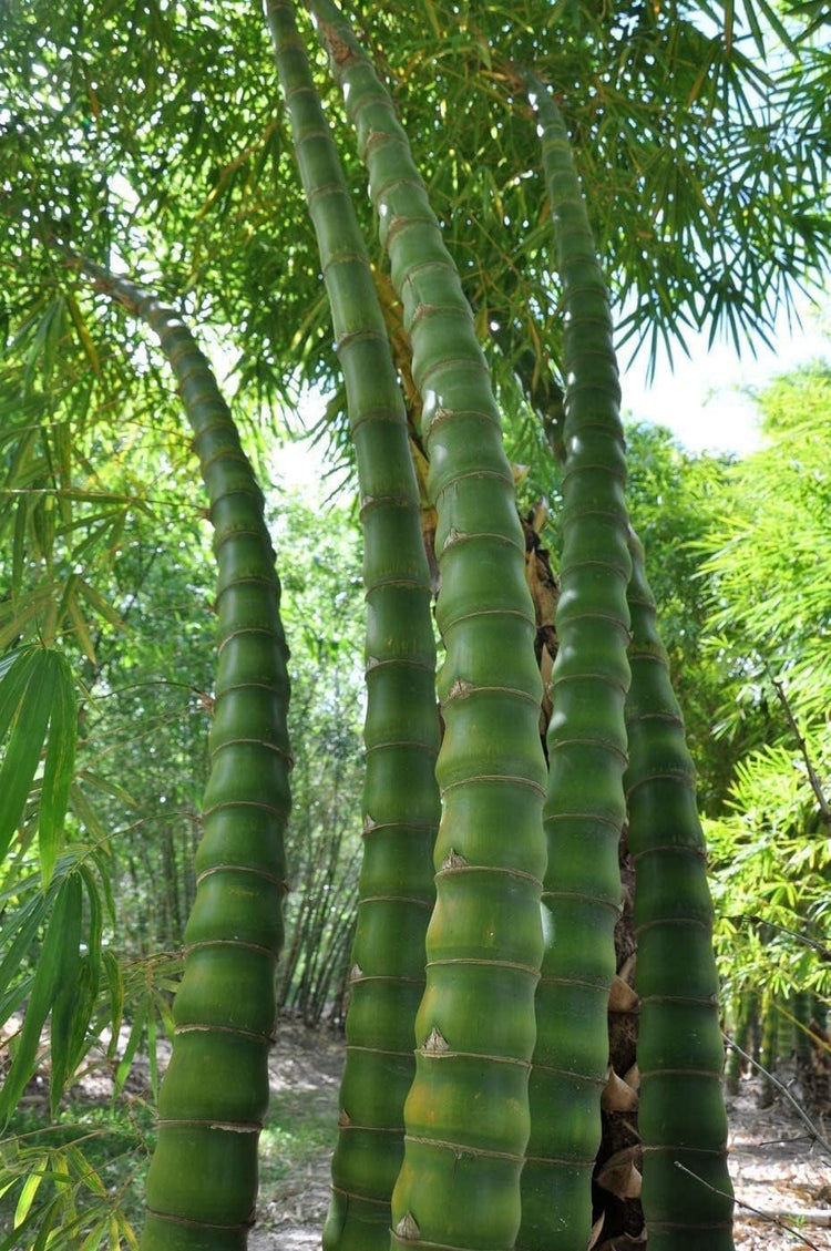 Dwarf Buddha Belly Bamboo | Live Plants | Bambusa Vulgaris Wamin | Rare Unique Beautiful Specimen | Non|Invasive Clumping Bamboo