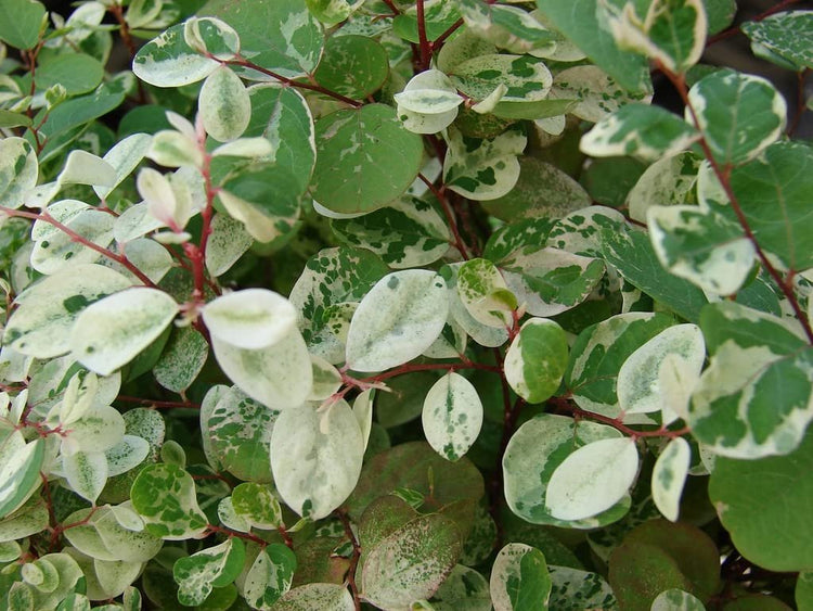 Breynia Disticha Roseopicta Snowbush | Live Plants | Ornamental Shrub, Perfect for Indoor & Outdoor Landscaping | Drought Tolerant, Low|Maintenance, Easy|to|Grow Plant