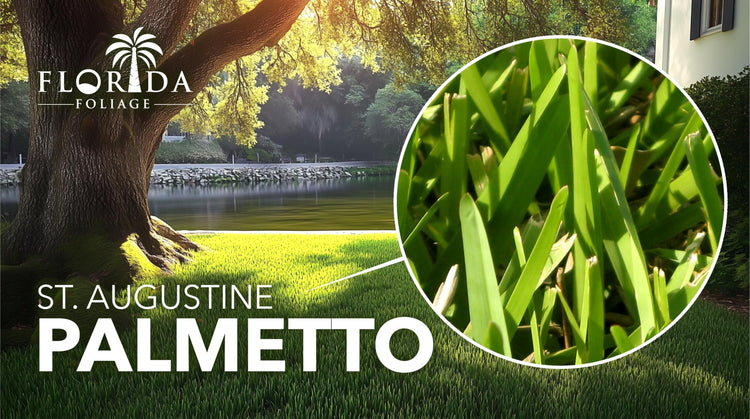 St. Augustine Palmetto | Live Extra Large Grass Plugs | Drought, Salt & Shade Tolerant Turf Sod