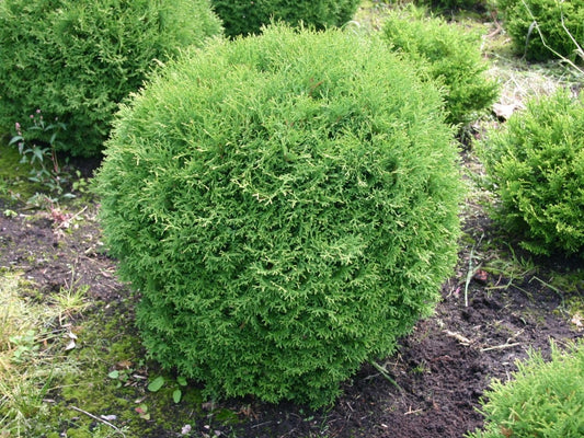 Arborvitae Little Giant | Extra Large 3 Gallon Plant | Compact & Dense Evergreen, Ideal for Small Spaces, Borders & Landscape Accents, Hardy, Low|Maintenance