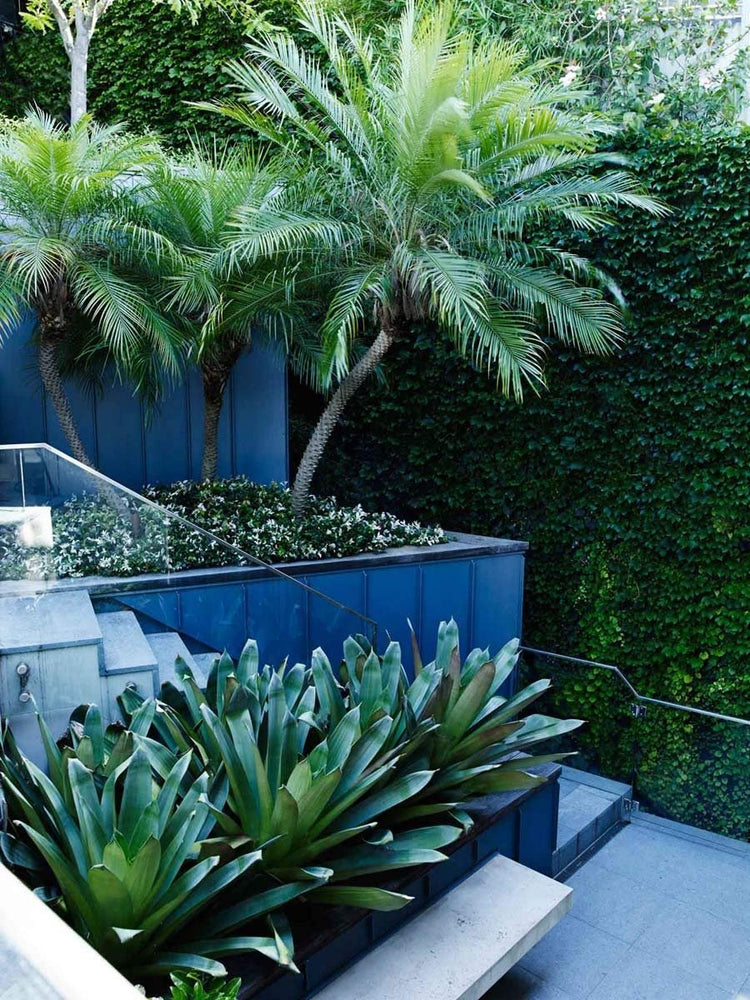 Phoenix Roebelenii | Miniature Pygmy Date Palm | Large Live Tree | Beautiful Patio Plant