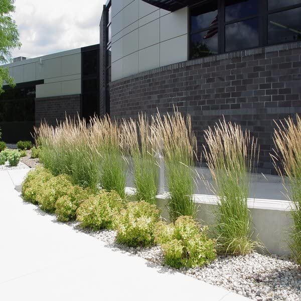 Feather Reed Grass Karl Foerster | Live Plants | Calamagrostis X Acutiflora | Drought Tolerant Cold Hardy Low Maintenance Ornamental Grass