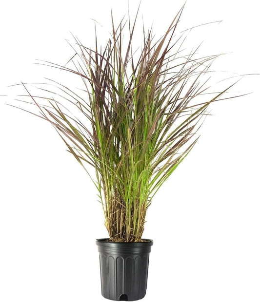 Red Fountain Grass | Extra Large 3 Gallon Plant | Pennisetum Setaceum Rubrum | Vibrant Landscape Feature | Striking Color Contrast | Full Sun Perennial Ornamental Grass