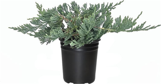 Blue Rug Juniper | Live 4 Inch Plants | Juniperus Horizontalis 'Wiltonii' | Drought Tolerant Cold Hardy Evergreen