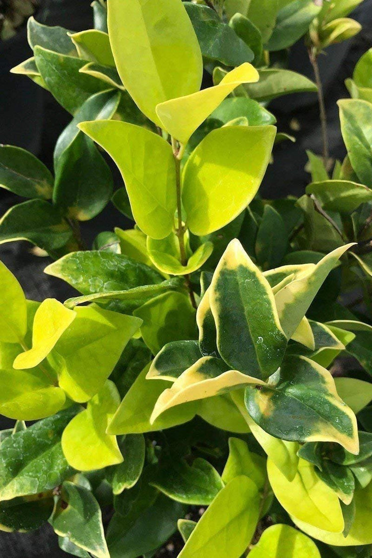 Ligustrum Japonicum Howardi | Live Quart Size Plant | Privet Howardii | Variegated Evergreen Privacy Hedge