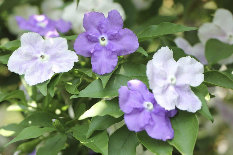 Yesterday, Today and Tomorrow | Live Plants | Brunfelsia Pauciflora Floribunda | Beautiful Blooming Violet & White Flowers Evergreen Screening Shrub