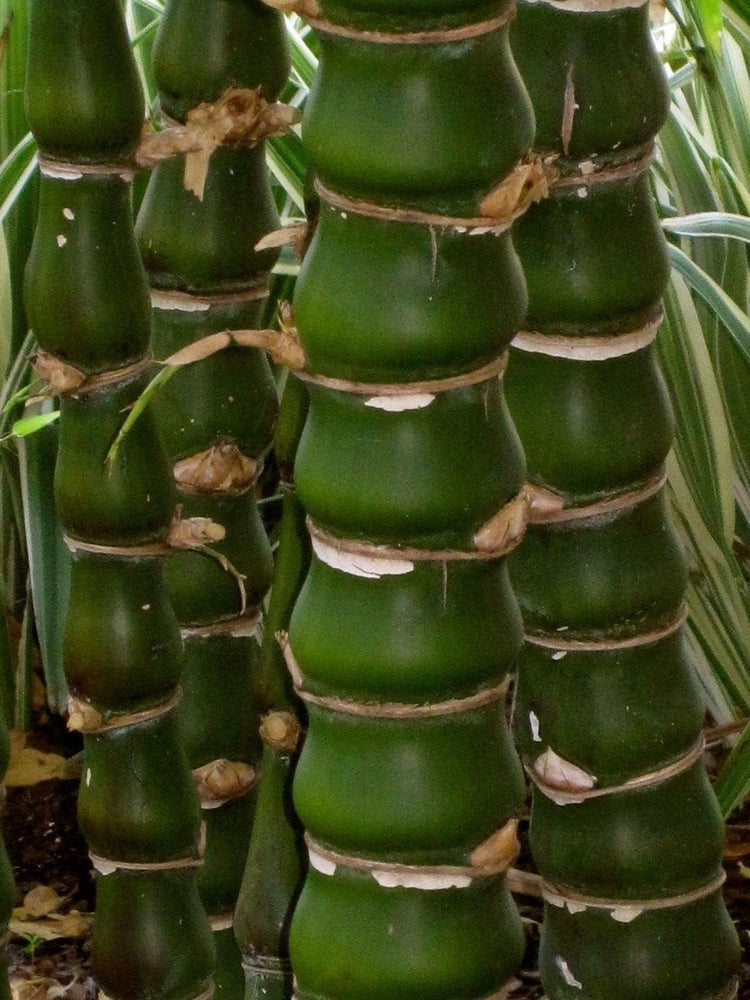 Dwarf Buddha Belly Bamboo | Live Plants | Bambusa Vulgaris Wamin | Rare Unique Beautiful Specimen | Non|Invasive Clumping Bamboo