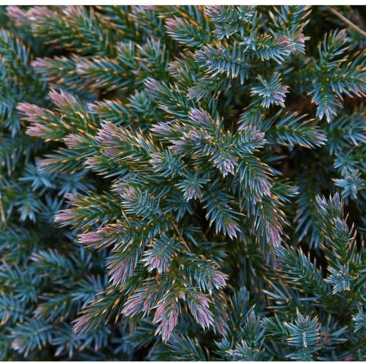 Blue Star Juniper | Large Gallon Size Plants | Juniperus Squamata | Low Maintenance Blue Evergreen Groundcover