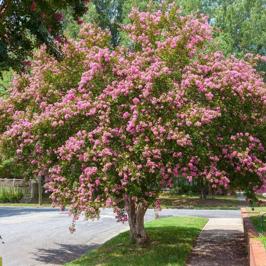 Crape Myrtle Sioux | Live Plants | Vibrant Hot Pink Blooms, Live Plant, Show|Stopping Ornamental Shrub for Stunning Garden Displays