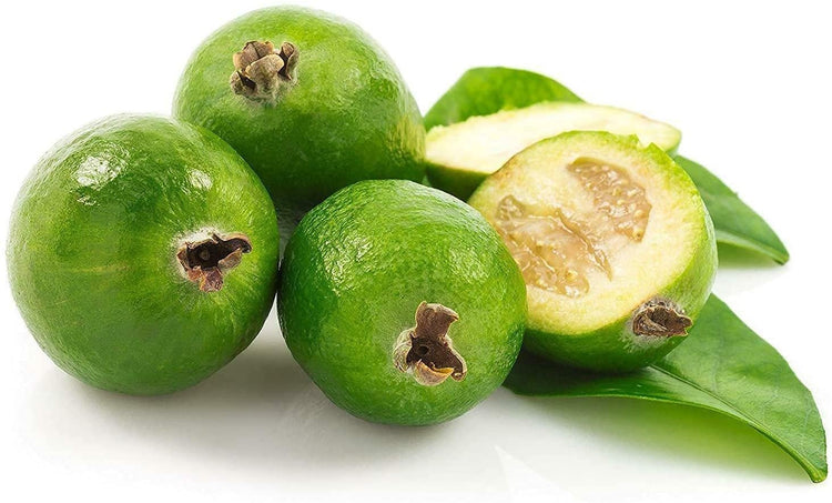 Pineapple Guava Plant | Live 4 Inch Plants | Feijoa Sellowiana | Edible Flowers and Fruit