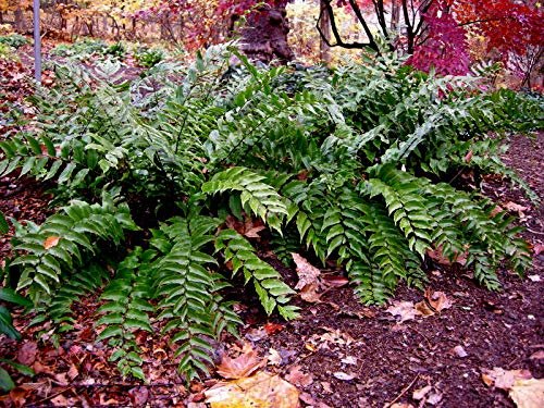 Japanese Holly Fern | Live Plants | Cyrtomium Falcatum Rochfordianum