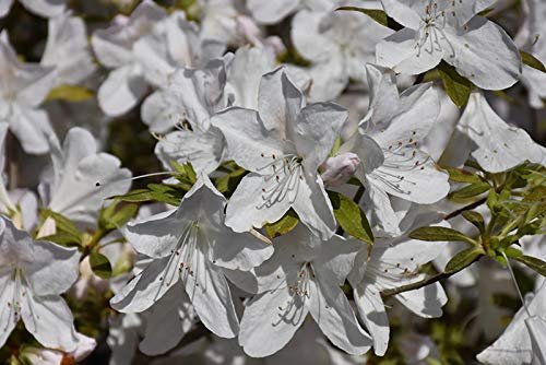 Azalea GG Gerbing | Live Plants | White Flowering Rhododendron
