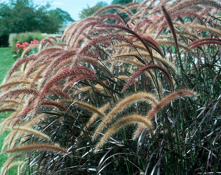 Red Fountain Grass | Extra Large 3 Gallon Plant | Pennisetum Setaceum Rubrum | Vibrant Landscape Feature | Striking Color Contrast | Full Sun Perennial Ornamental Grass