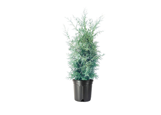 Carolina Sapphire Cypress Tree | Large Gallon Size Plant | Beautiful Evergreen Low Maintenance Cold Hardy Privacy Screen
