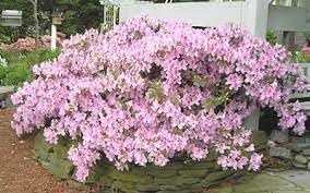 Azalea George Tabor | Extra Large 3 Gallon Plant | Elegant & Fragrant Lavender Blooms, Versatile & Hardy Shrub for Indoors/Outdoors, Ideal for Gardens, Landscapes, & Decor, Low Maintenance