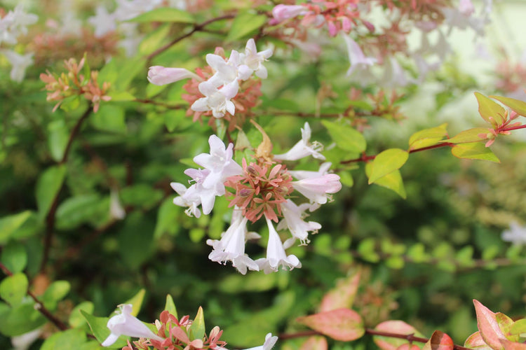 Abelia Francis Mason | Extra Large 3 Gallon Plant | Vibrant & Variegated Foliage, Drought|Tolerant, Low|Maintenance Shrub, Perfect for Landscaping, Borders & Ornamental Gardens