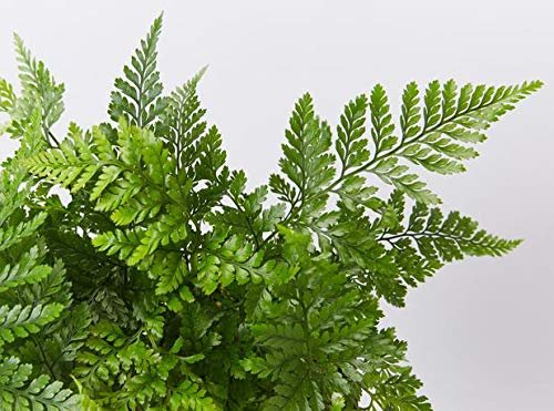 White Paw Fern | Live Plants | Davallia Tyermanii | Indoor Outdoor Tropical Foliage | Fuzzy Root Houseplant | Exotic Decorative Greenery | Pet Safe