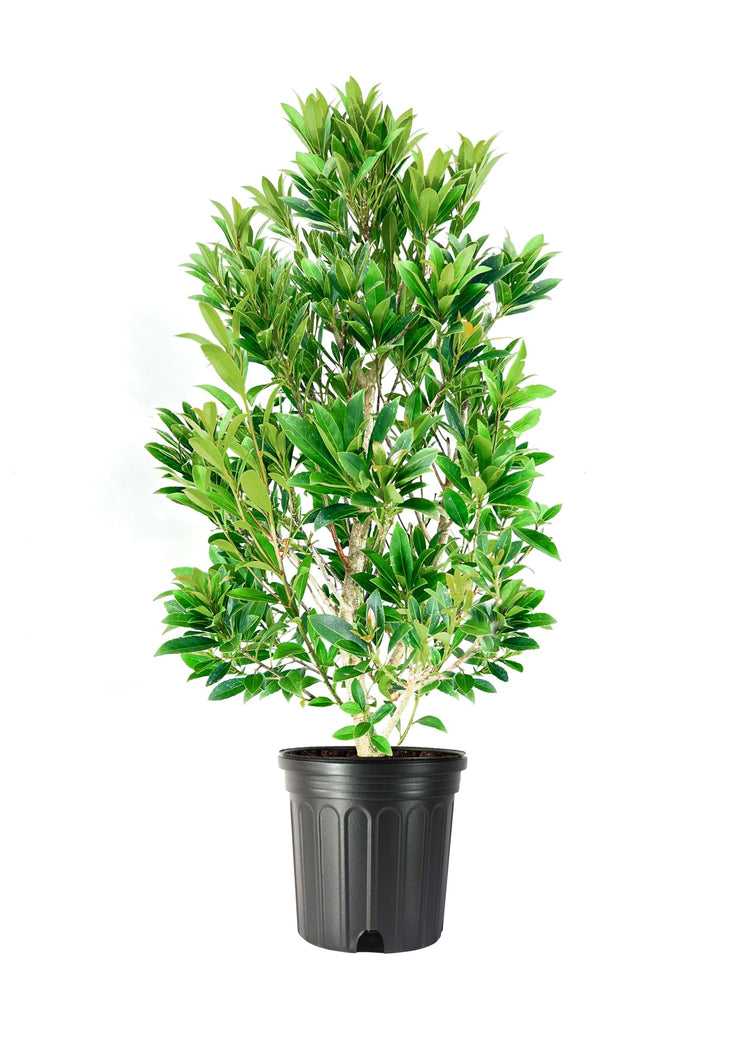 Japanese Blueberry Elaeocarpus | Extra Large 3 Gallon Plant | Elaeocarpus decipiens | Evergreen Beauty | Landscape Favorite