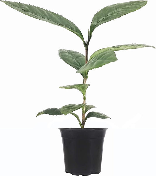 Camellia Sinensis Tea Plants | Live 4 Inch Pots | Camellia Sinensis | Grow & Brew Your Own Tea | Perfect for Home Gardens