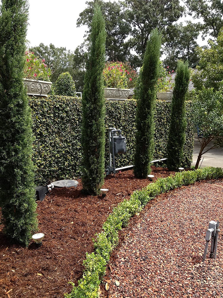 Italian Cypress Tree | Extra Large 3 Gallon Tree | Cupressus Sempervirens | Formal Elegant Mediterranean Style Plants