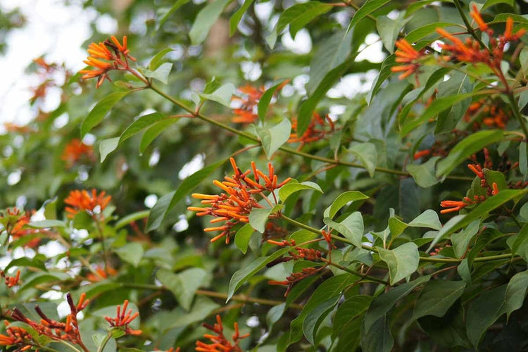 Firebush Firefly I Live Plants I Dwarf Hamelia Patens I Brilliant Red Blooms, Compact Size, Heat and Drought|Resistant, Ideal for Patios and Small Gardens