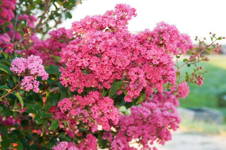 Crape Myrtle Raspberry Sundae | Extra Large 3 Gallon Plant | Dual|Color Red & Pink Blooms, Live Plant, Stunning Bicolor Ornamental Shrub for Eye|Catching Garden Displays