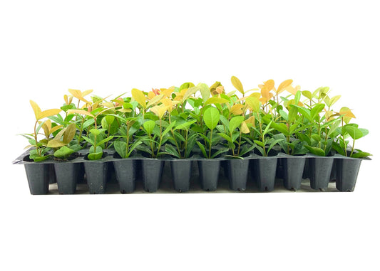 Ixora Maui Red | Live Plants | Beautiful Vibrant Blooming Butterfly Attracting Shrub | Coccinea Flame of The Woods Jungle Flame