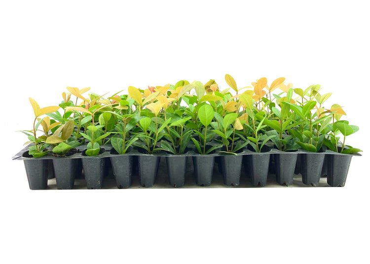 Ixora Maui Red | Live Plants | Beautiful Vibrant Blooming Butterfly Attracting Shrub | Coccinea Flame of The Woods Jungle Flame