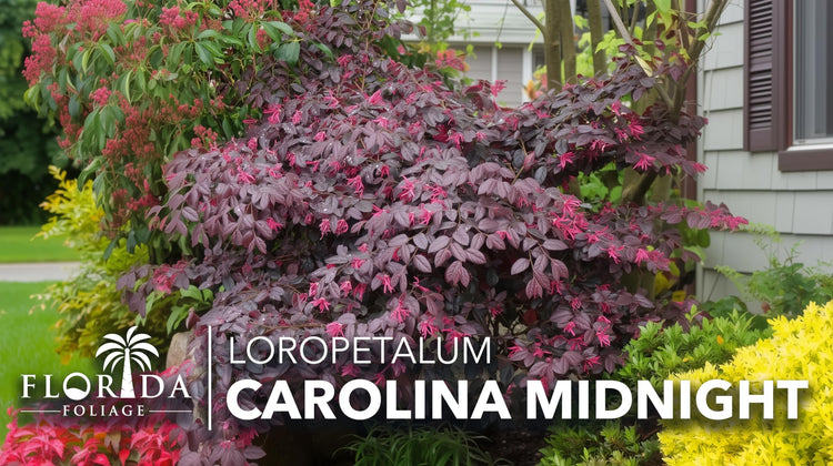 Loropetalum Carolina Midnight | Live Plants | Loropetalum Chinense | Purple Foliage Shrub | Ornamental Landscape Bush | Fast Growing Plants