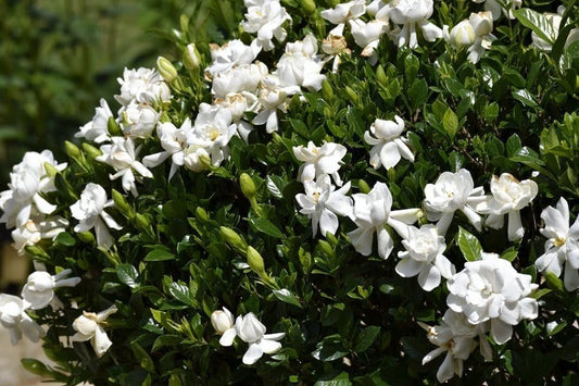 Gardenia Veitchii | Extra Large 3 Gallon Plant | Gardenia jasminoides 'Veitchii' | Fragrant Blooms | Lush Foliage