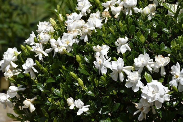 Gardenia Veitchii | Extra Large 3 Gallon Plant | Gardenia jasminoides 'Veitchii' | Fragrant Blooms | Lush Foliage