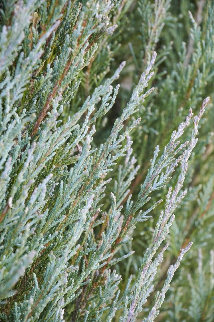 Blue Arrow Juniper | Extra Large 3 Gallon Plant | Juniperus Scopulorum | Privacy Hedge | Upright Conifer | Durable Outdoor Plant | Landscape Enhancement