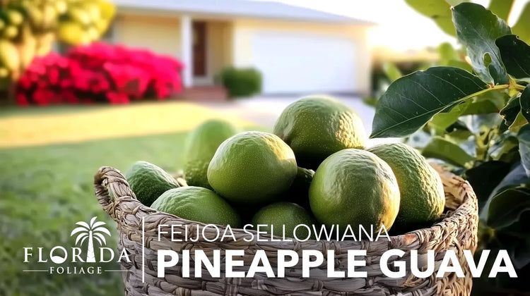 Pineapple Guava | Live Plants | Feijoa Sellowiana | Edible Fruit and Flowering Foliage