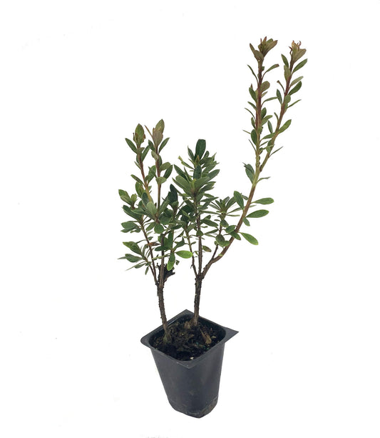 Azalea Fashion | Live Plants | Salmon Colored Flowering Rhododendron