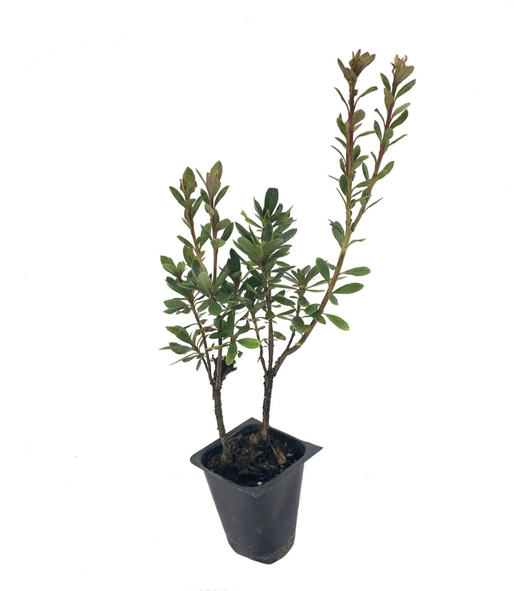 Azalea Fashion | Live Plants | Salmon Colored Flowering Rhododendron