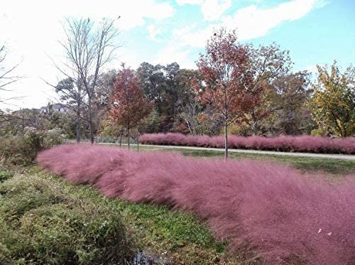 Pink Muhly Grass | Live Plants | Muhlenbergia Capillaris | Hairawn Muhly | Beautiful Blooming Low Maintenance Ornamental Foliage