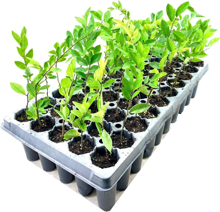 Drake Chinese Elm Tree | Live Plants | Lacebark Elm | Ulmus Parvifolia | Semi|Evergreen Fall Colors Red Purple & Yellow