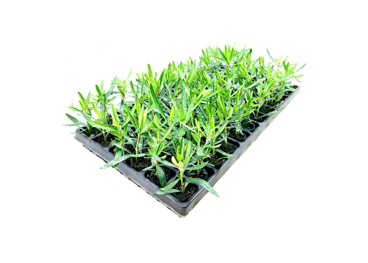 Oleander Petite Pink | Live Plants | Nerium | Compact Dwarf Evergreen Shrub